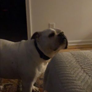 Meet your Posher, Shaun